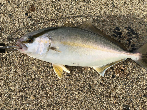 カンパチの釣果