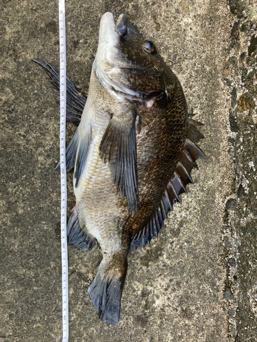 チヌの釣果