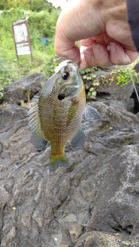 ブルーギルの釣果