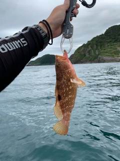 キジハタの釣果