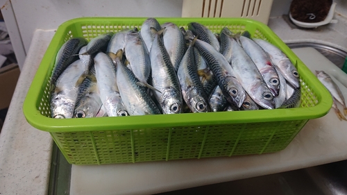 サバの釣果