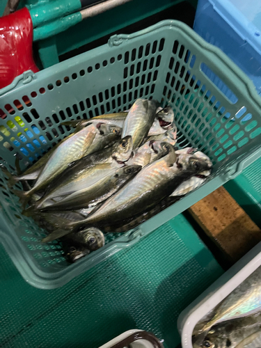 アジの釣果