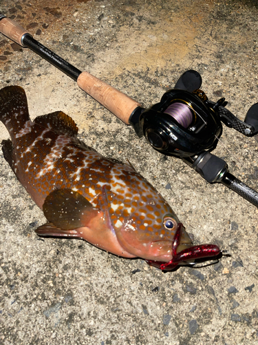 アコウの釣果