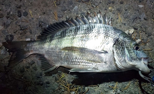 チヌの釣果