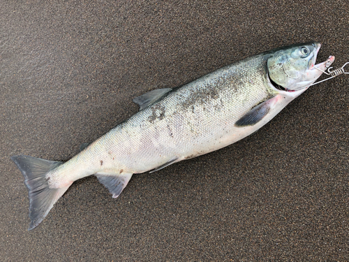 サケの釣果