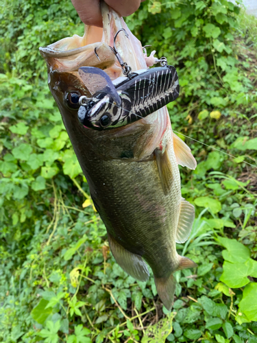 ラージマウスバスの釣果