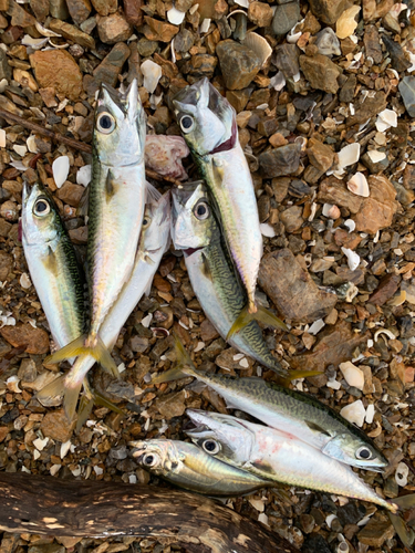 サバの釣果