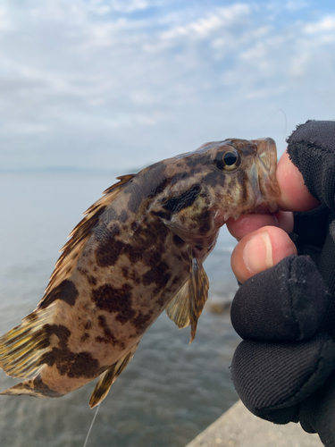 タケノコメバルの釣果