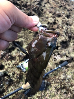 ヤミハタの釣果