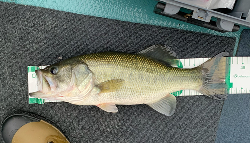 ブラックバスの釣果