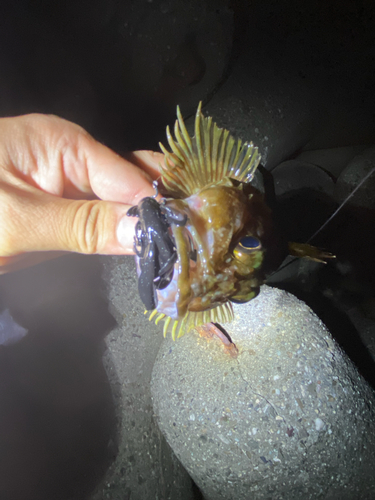 カサゴの釣果