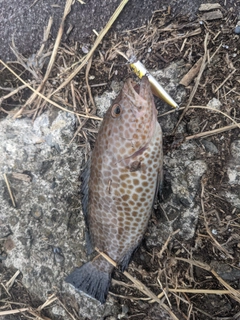 オオモンハタの釣果