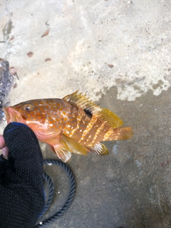 アコウの釣果