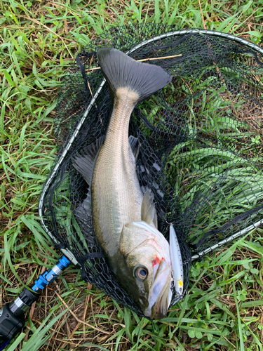 フッコ（マルスズキ）の釣果