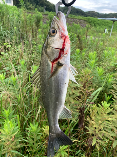 フッコ（マルスズキ）の釣果