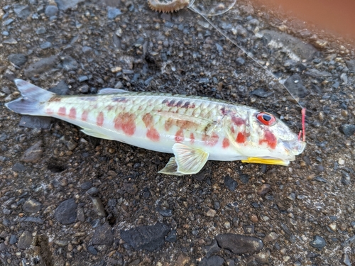 ヒメジの釣果