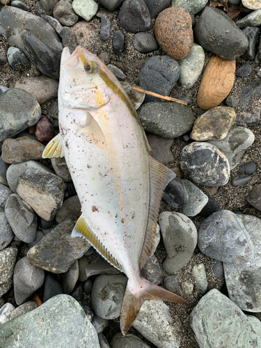 ショゴの釣果