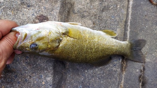 スモールマウスバスの釣果