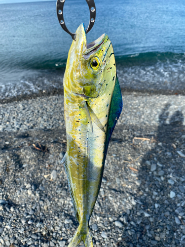 シイラの釣果