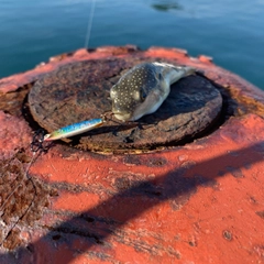 クサフグの釣果