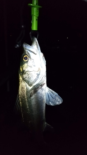 スズキの釣果