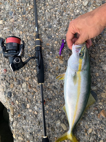 ツバスの釣果