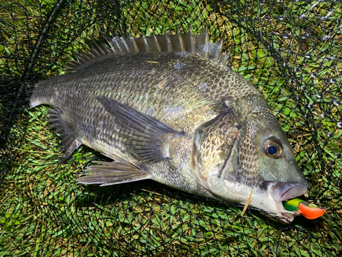 チヌの釣果