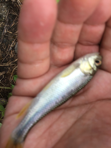 カワムツの釣果