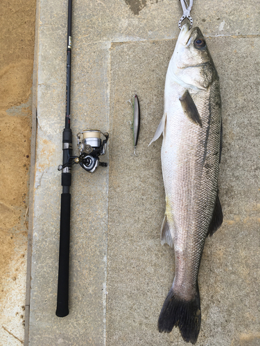 シーバスの釣果