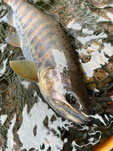 アマゴの釣果