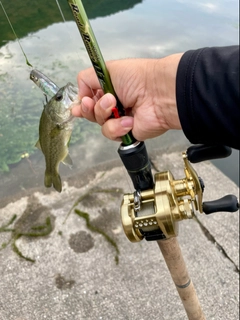 ラージマウスバスの釣果