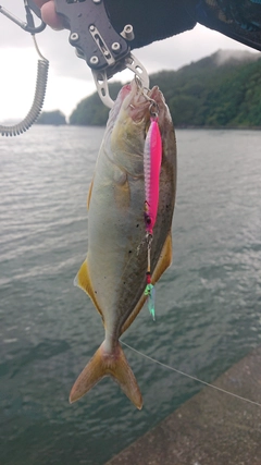 ショッコの釣果