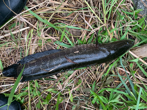 ライギョの釣果