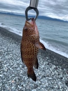 オオモンハタの釣果