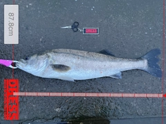 シーバスの釣果