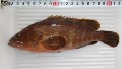 キジハタの釣果