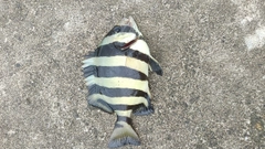 シマダイの釣果