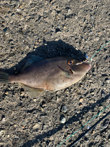 釣果