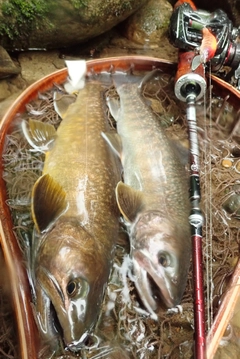 イワナの釣果