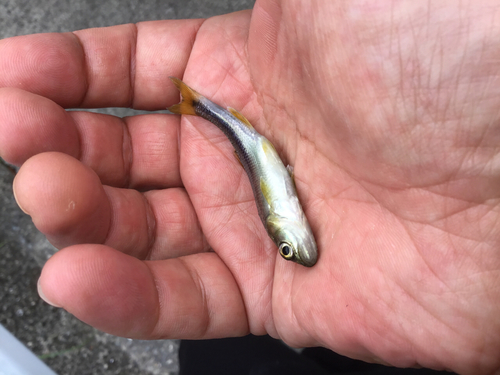 カワムツの釣果