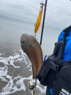 シタビラメの釣果