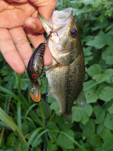 ブラックバスの釣果