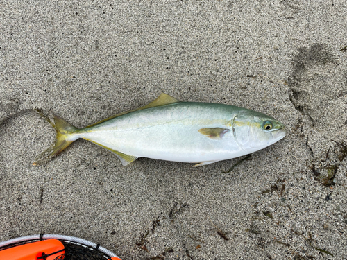 フクラギの釣果