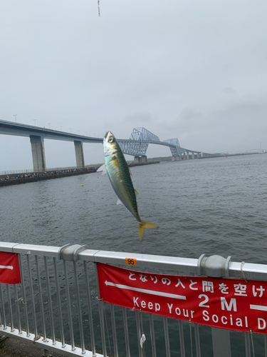 サバの釣果