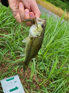 ラージマウスバスの釣果