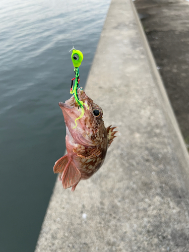 イソカサゴの釣果