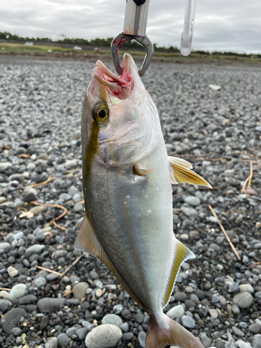 ショゴの釣果