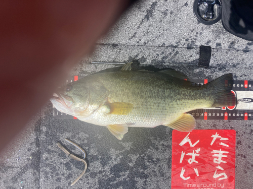 ブラックバスの釣果