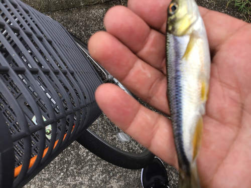 カワムツの釣果