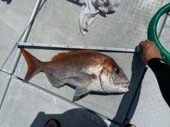 マダイの釣果